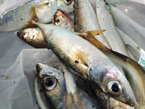 サバの釣果