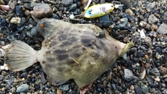 カワハギの釣果
