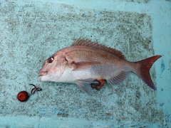 マダイの釣果