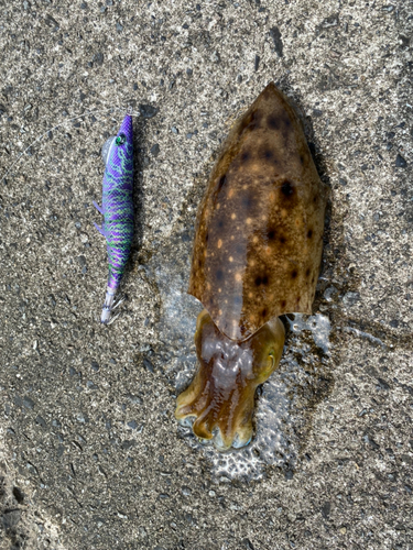 コウイカの釣果