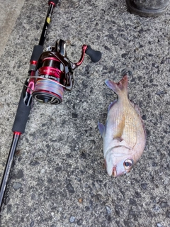 タイの釣果