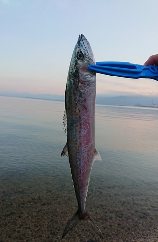 サゴシの釣果