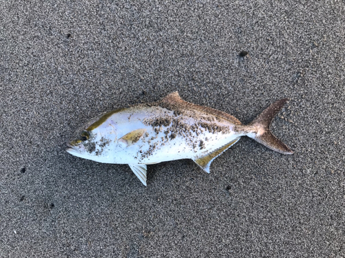 ショゴの釣果