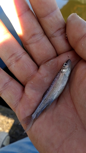 クチボソの釣果