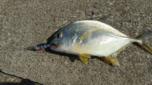 メッキの釣果