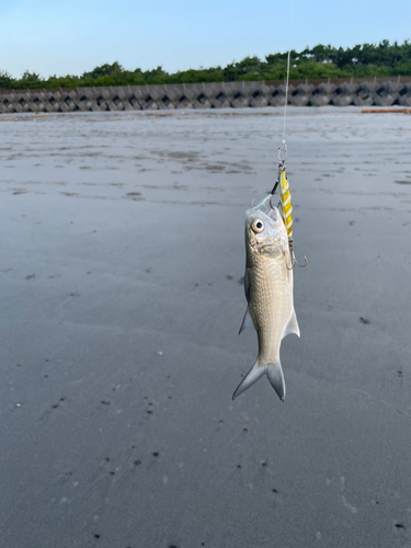 ツバメコノシロの釣果