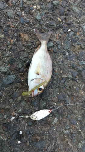 チャリコの釣果