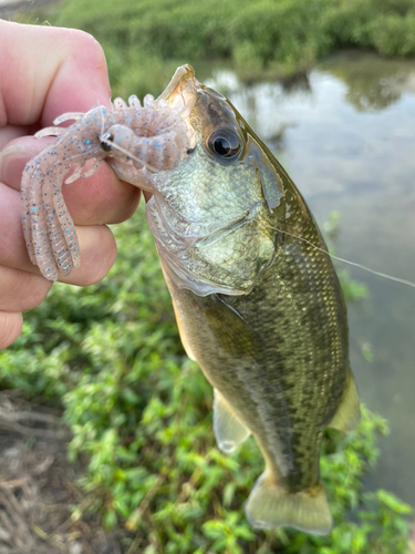 釣果