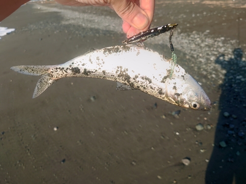 コノシロの釣果