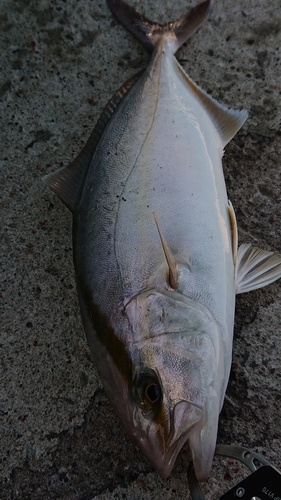 ハマチの釣果