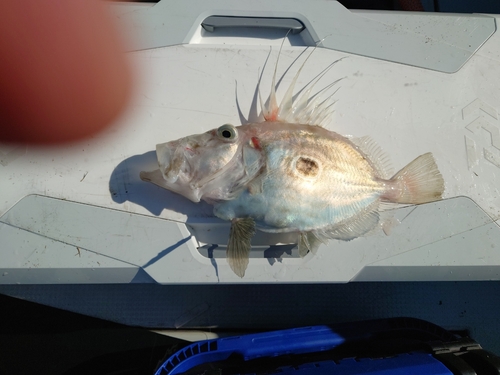 マトウダイの釣果