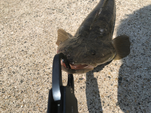 マゴチの釣果