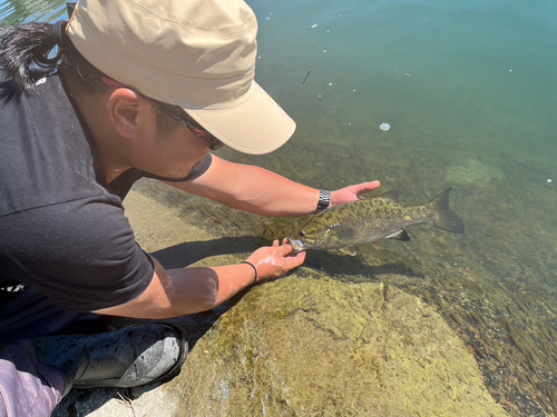 スモールマウスバスの釣果