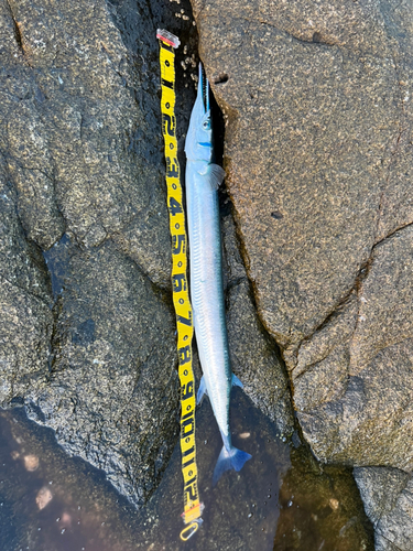 ダツの釣果