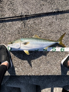 メジロの釣果