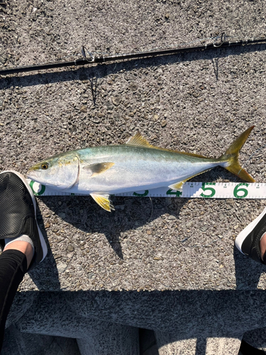 メジロの釣果