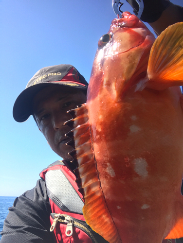 アカハタの釣果