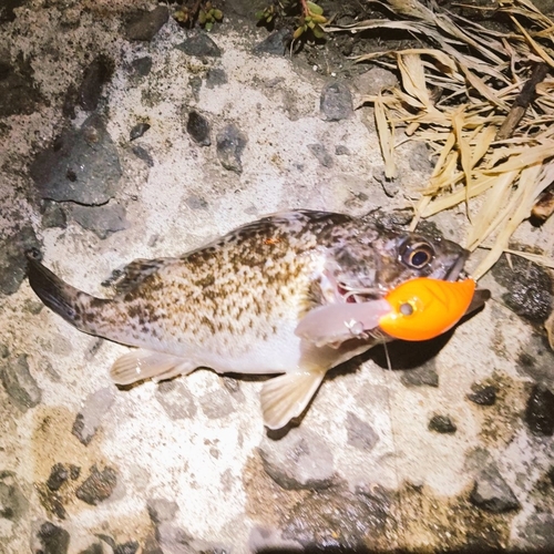 クロソイの釣果