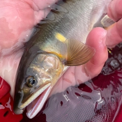 アユの釣果