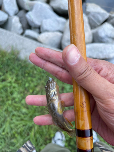 マハゼの釣果