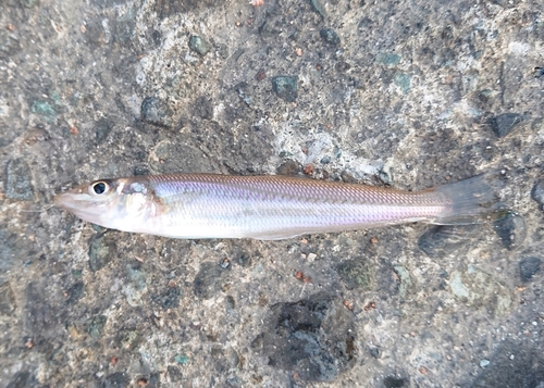 キスの釣果