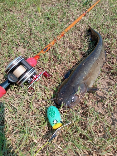 ナマズの釣果