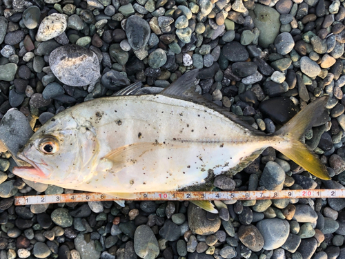 メッキの釣果