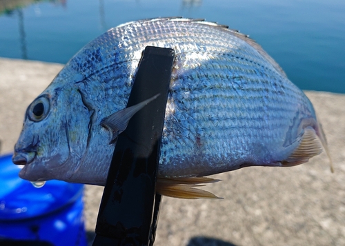 ヘダイの釣果