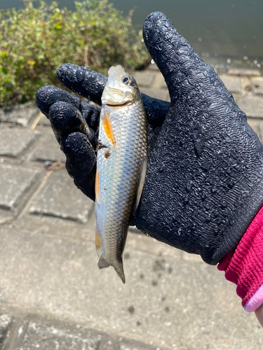 ニゴイの釣果