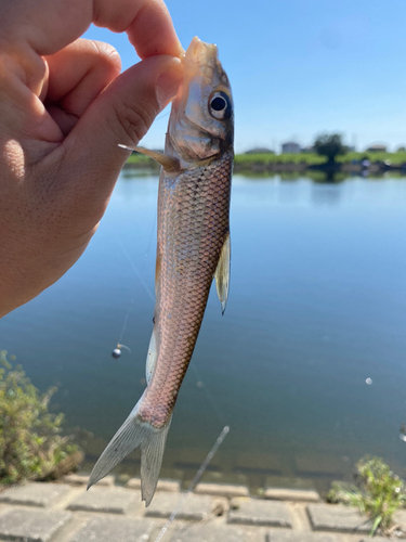 ニゴイの釣果