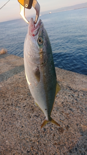 ワカシの釣果