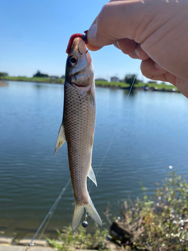 ニゴイの釣果