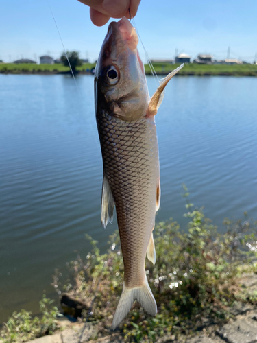 ニゴイの釣果