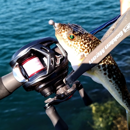 クサフグの釣果