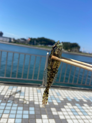 アナハゼの釣果