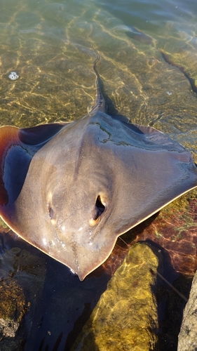 エイの釣果