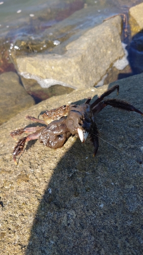 モクズガニの釣果