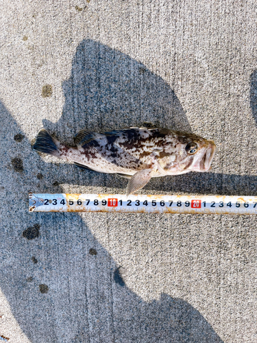 クロソイの釣果