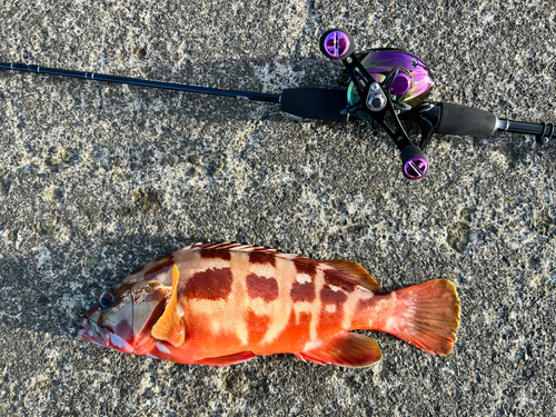 アカハタの釣果