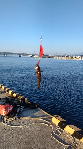 アカオビシマハゼの釣果