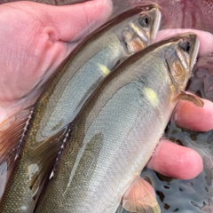 アユの釣果