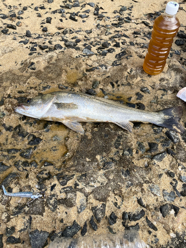 スズキの釣果