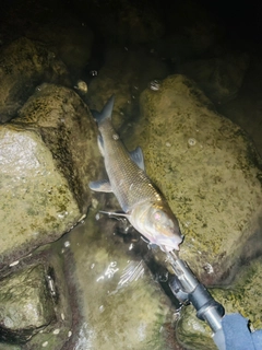 ニゴイの釣果