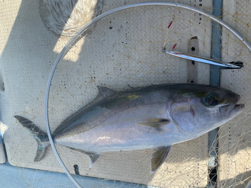 カンパチの釣果