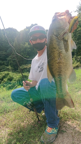 ブラックバスの釣果