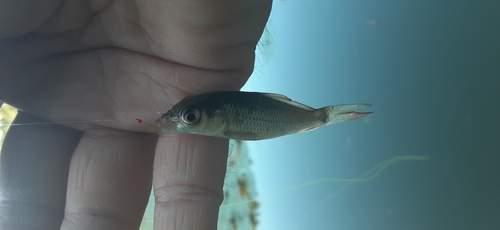 フナの釣果