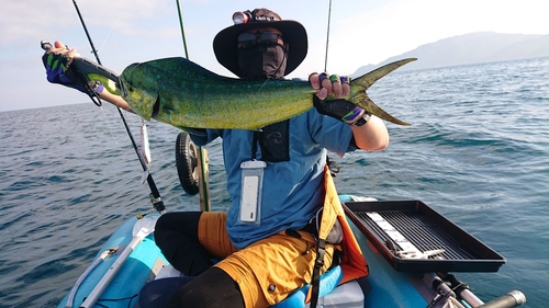 シイラの釣果