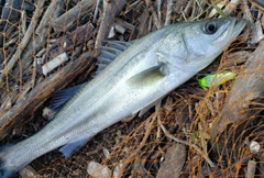 シーバスの釣果