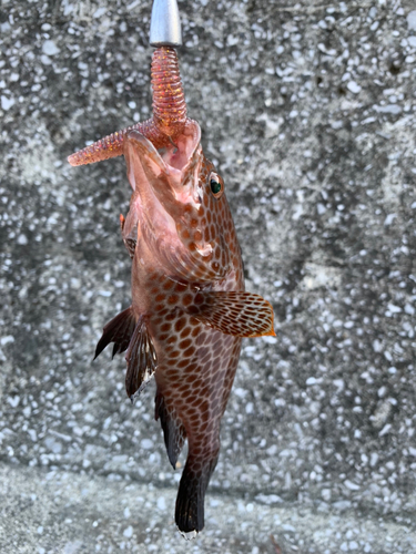 オオモンハタの釣果