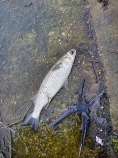 ボラの釣果